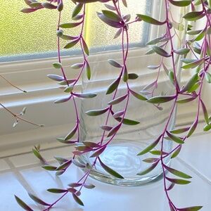 3 LIVE String of Rubies Succulent plant cuttings, three 5" long slips succulents